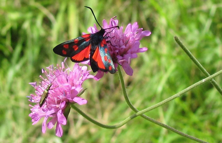Zygaena transalpina?
